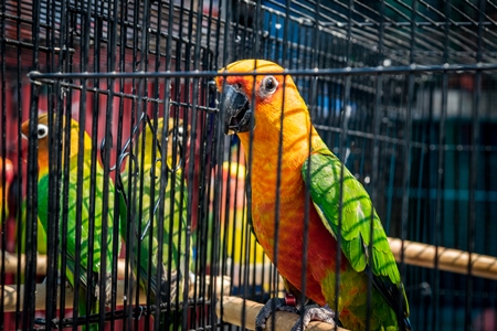 Caged colourful Sun Conures or Sun parakeets on sale as pets at Sonepur mela in Bihar, India