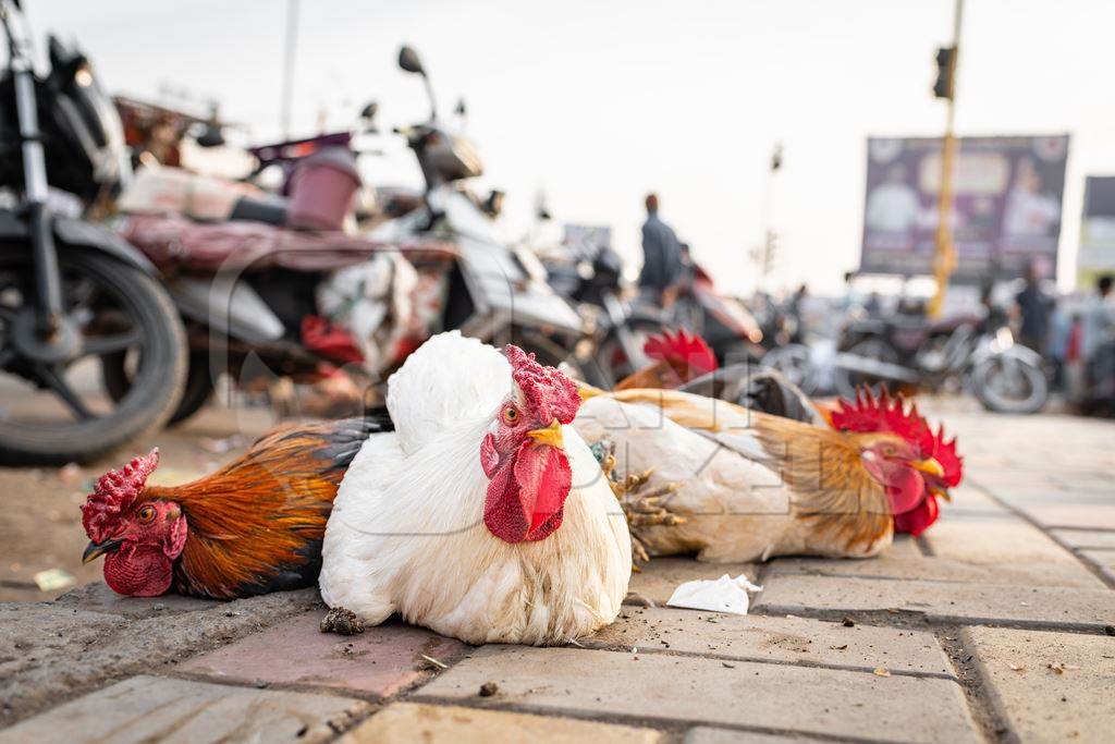 Indian chickens tied together on the pavement for sale at Wagholi bird market, Pune, Maharashtra, India, 2024