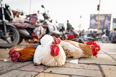 Indian chickens tied together on the pavement for sale at Wagholi bird market, Pune, Maharashtra, India, 2024