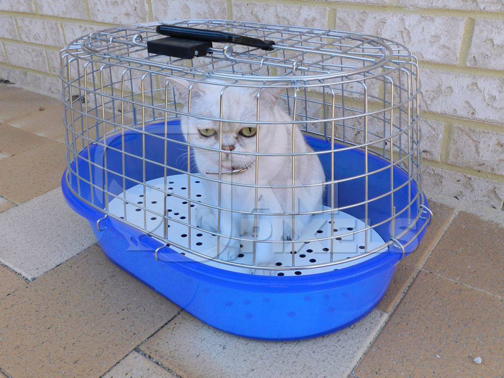White cat in a blue cat cage