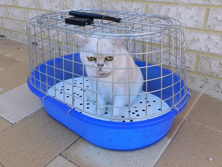 White cat in a blue cat cage