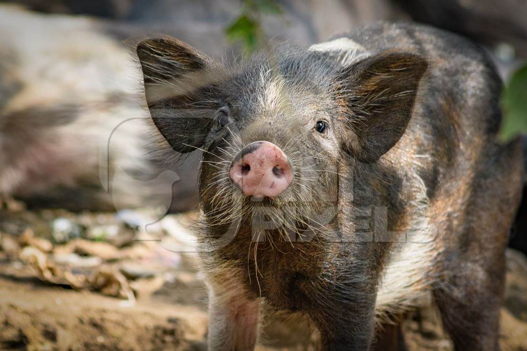 Indian feral piglet on wasteland next to a garbage dump in a city in Maharashtra, India, 2022