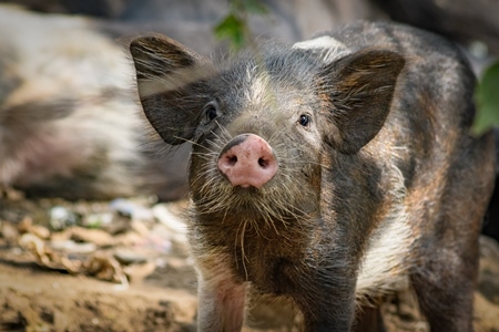 Indian feral piglet on wasteland next to a garbage dump in a city in Maharashtra, India, 2022