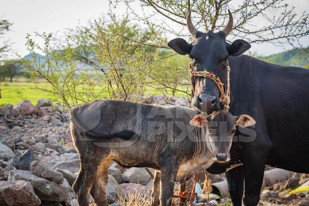 Mother cow with baby calf tied together at an urban dairy farm or tabela, Pune, Maharashtra, India