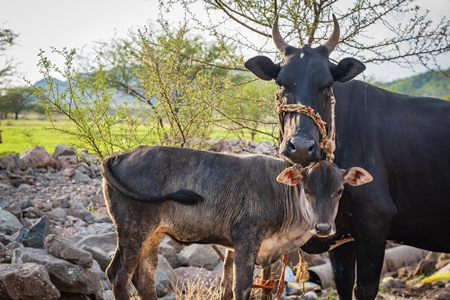 Mother cow with baby calf tied together at an urban dairy farm or tabela, Pune, Maharashtra, India
