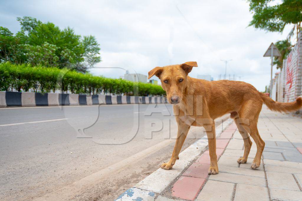 Photo of orange Indian street or stray dog on side of road  in urban city in Maharashtra in India