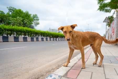 Photo of orange Indian street or stray dog on side of road  in urban city in Maharashtra in India
