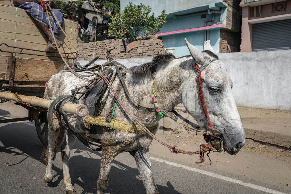 Horse used for labour on the road pulling loaded cart with man in Bihar