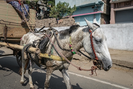 Horse used for labour on the road pulling loaded cart with man in Bihar