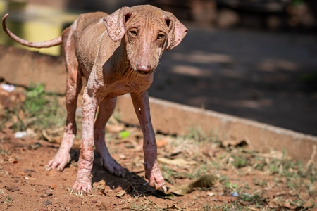 Indian street dog puppy or stray pariah dog with mange or skin infection, Maharashtra, India, 2022