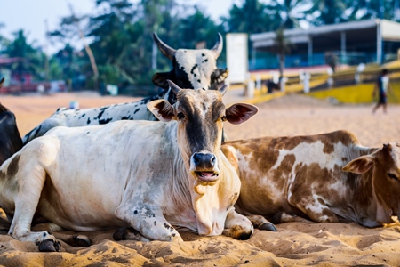 Street cows on beach in Goa in India