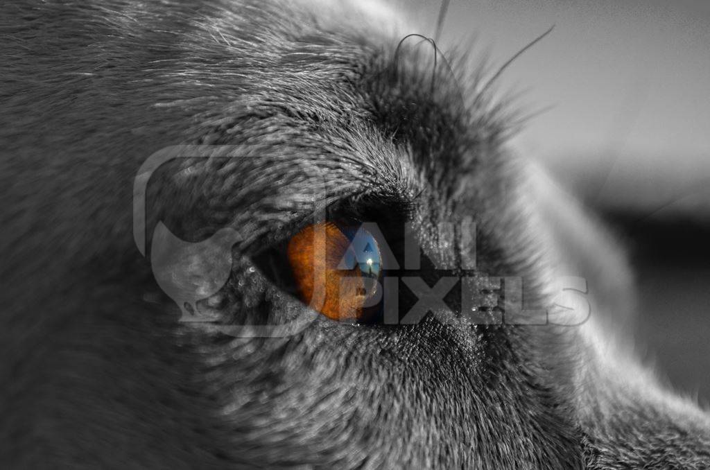 Close up of eye of dog in black and white