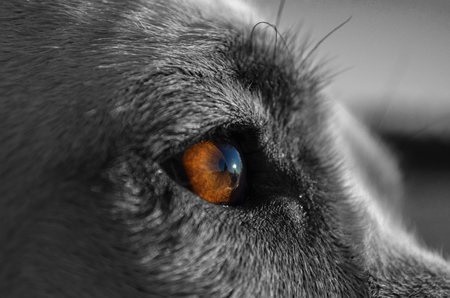 Close up of eye of dog in black and white