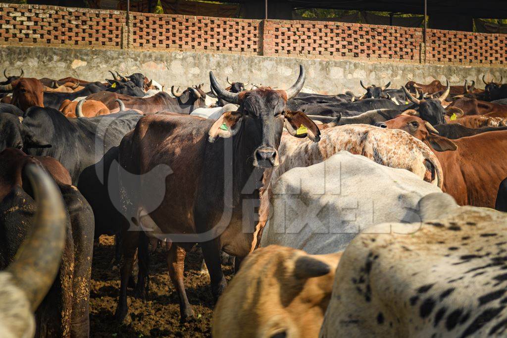 Herd of Indian cows in an enclosure at a gaushala or goshala in Jaipur, India, 2022