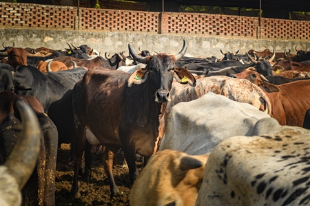 Herd of Indian cows in an enclosure at a gaushala or goshala in Jaipur, India, 2022