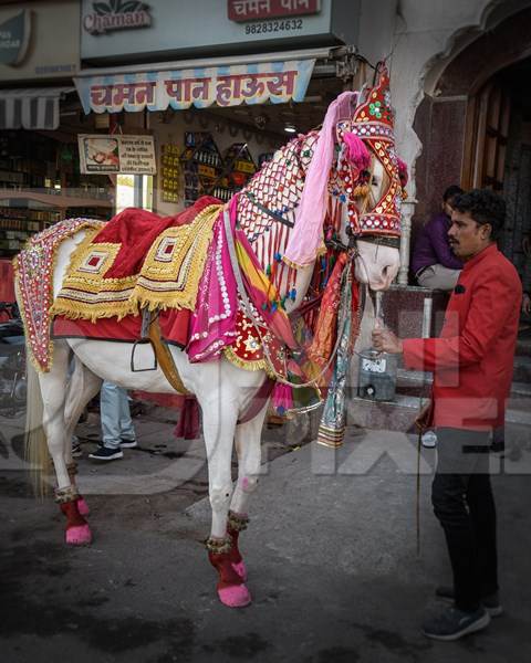 Indian marriage horse or baraat horse used for wedding ceremonies, Ajmer, Rajasthan, India, 2022