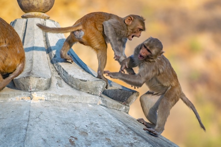 Two small cute baby Indian macaque monkeys playing at Galta Ji monkey temple near Jaipur in Rajasthan in India