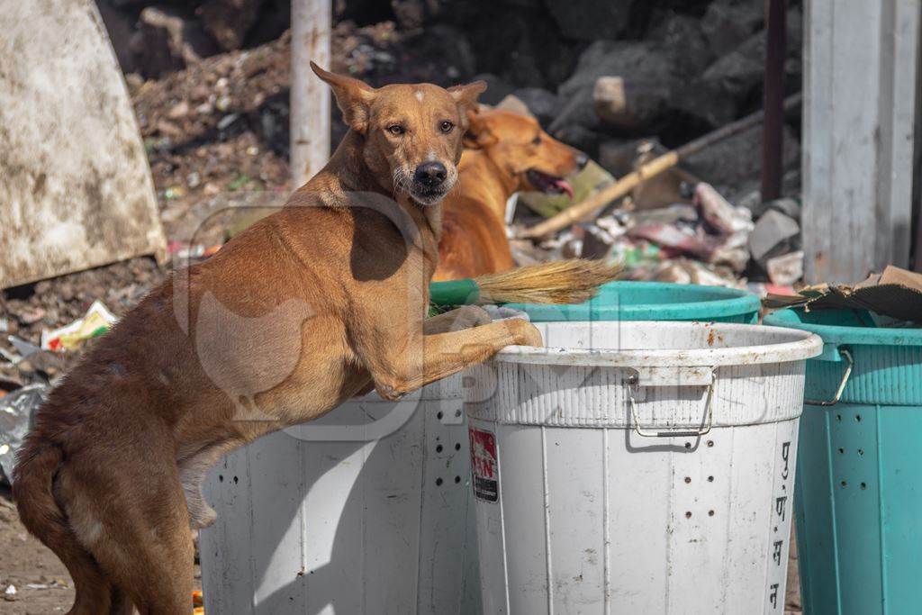 Stray street dogs on road eating from garbage or rubbish bins