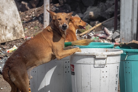 Stray street dogs on road eating from garbage or rubbish bins