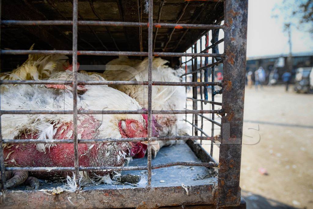 Sick or ill Indian broiler chickens packed into small dirty cages or crates at Ghazipur murga mandi, Ghazipur, Delhi, India, 2022