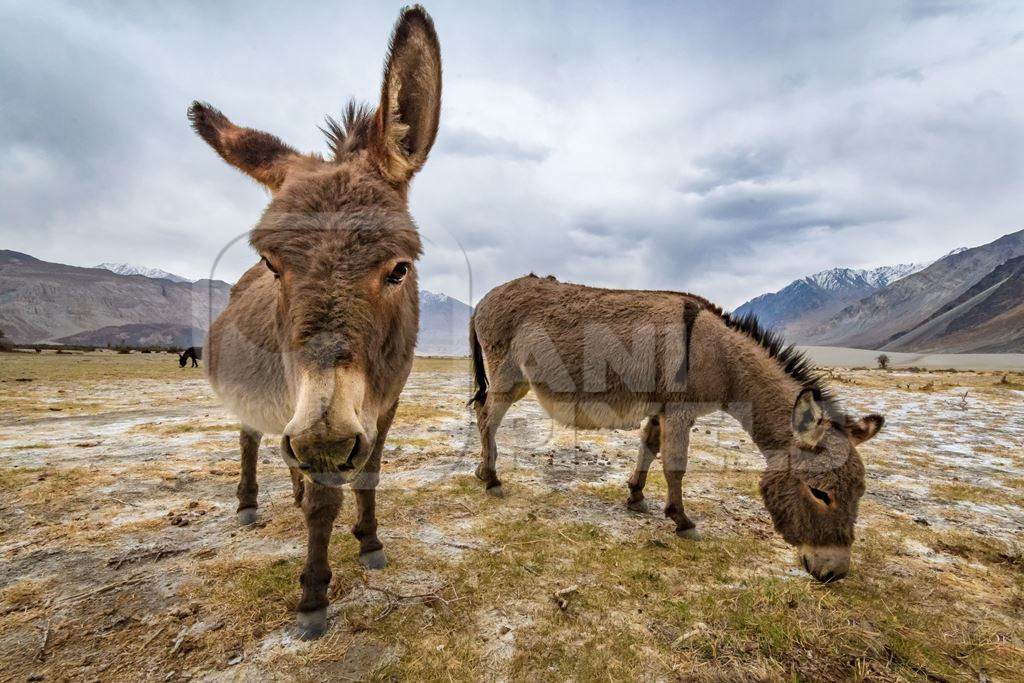 Donkeys grazing near Pangong Lake in Ladakh in the Himalayas, India