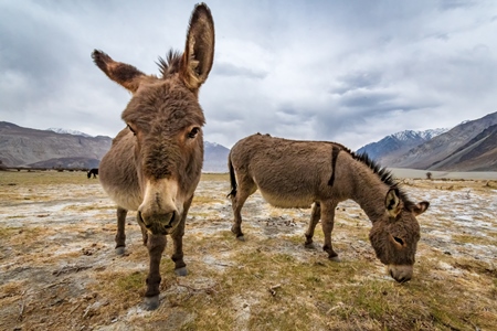 Donkeys grazing near Pangong Lake in Ladakh in the Himalayas, India