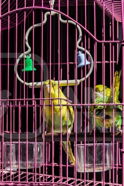 Man holding yellow and green cockatiel or budgerigar birds in pink cage  on sale at Crawford pet market