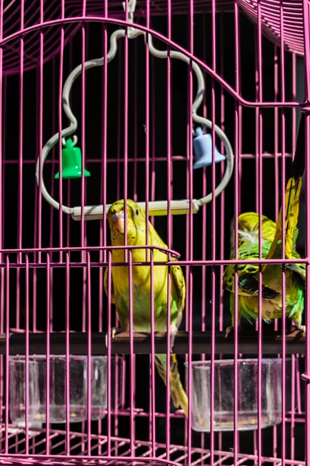 Man holding yellow and green cockatiel or budgerigar birds in pink cage  on sale at Crawford pet market