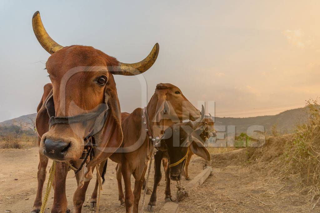 Row of farmed brown Indian brahman cows tied up on a dairy farm in rural Maharashtra in India