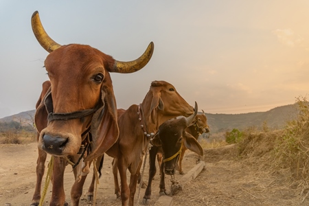 Row of farmed brown Indian brahman cows tied up on a dairy farm in rural Maharashtra in India