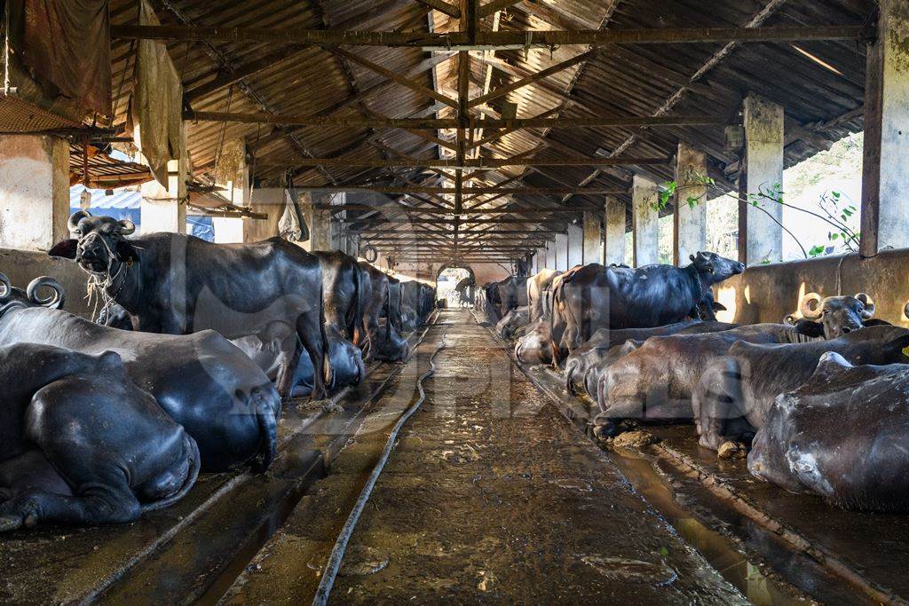 Indian buffaloes tied up in a line in a concrete shed on an urban dairy farm or tabela, Aarey milk colony, Mumbai, India, 2023