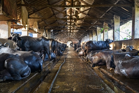 Indian buffaloes tied up in a line in a concrete shed on an urban dairy farm or tabela, Aarey milk colony, Mumbai, India, 2023