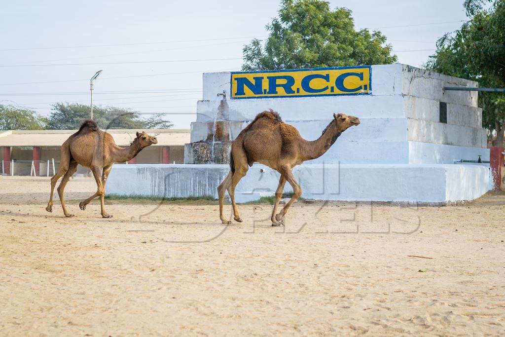 Camels running at the camel breeding farm at the National Research Centre on Camels in Bikaner