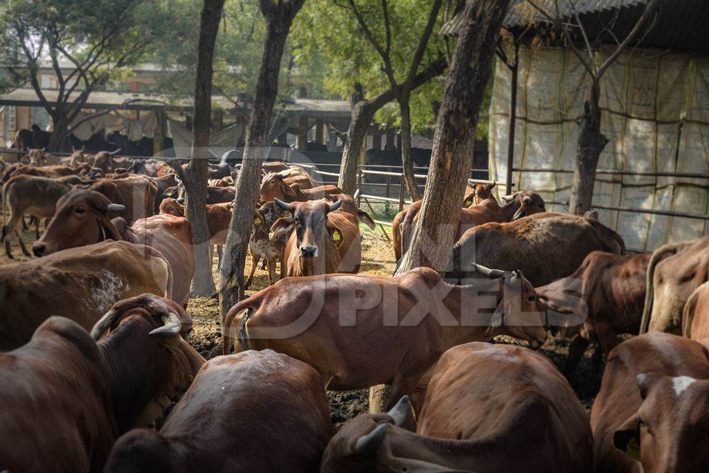 Large herd of Indian cows in an enclosure at a gaushala or goshala in Jaipur, India, 2022