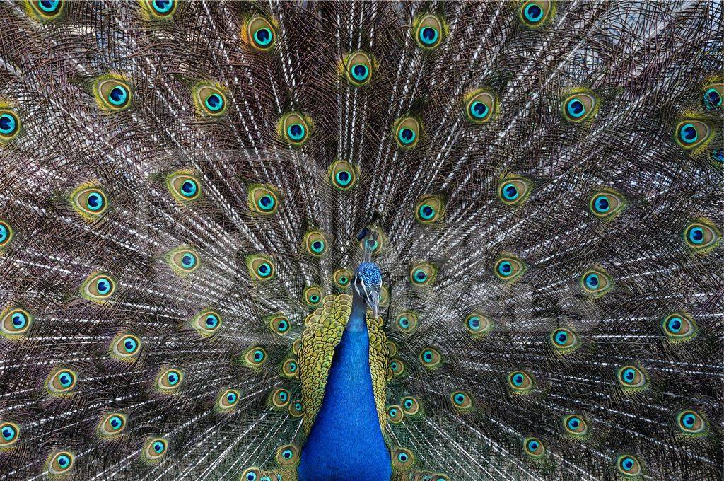 Beautiful blue peacock bird fanning his tail