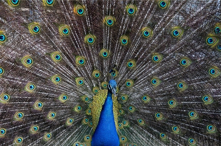 Beautiful blue peacock bird fanning his tail