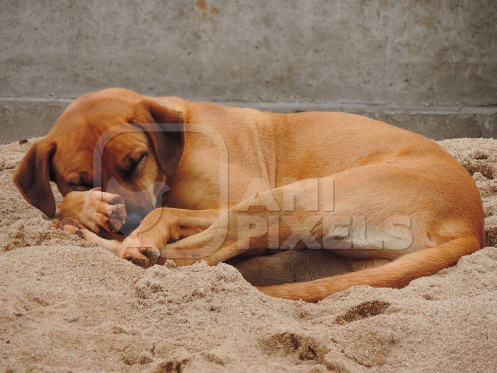 Brown street dog lying on sand