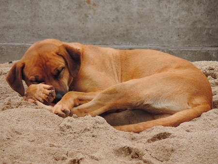 Brown street dog lying on sand
