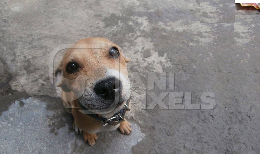 Small cute street puppy looking up at camera
