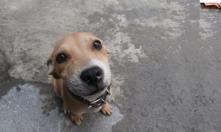 Small cute street puppy looking up at camera