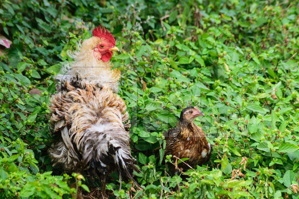 Free range chicken in a green bush in a rural village in Bihar in India