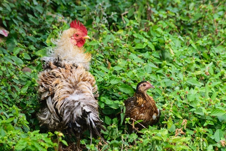 Free range chicken in a green bush in a rural village in Bihar in India