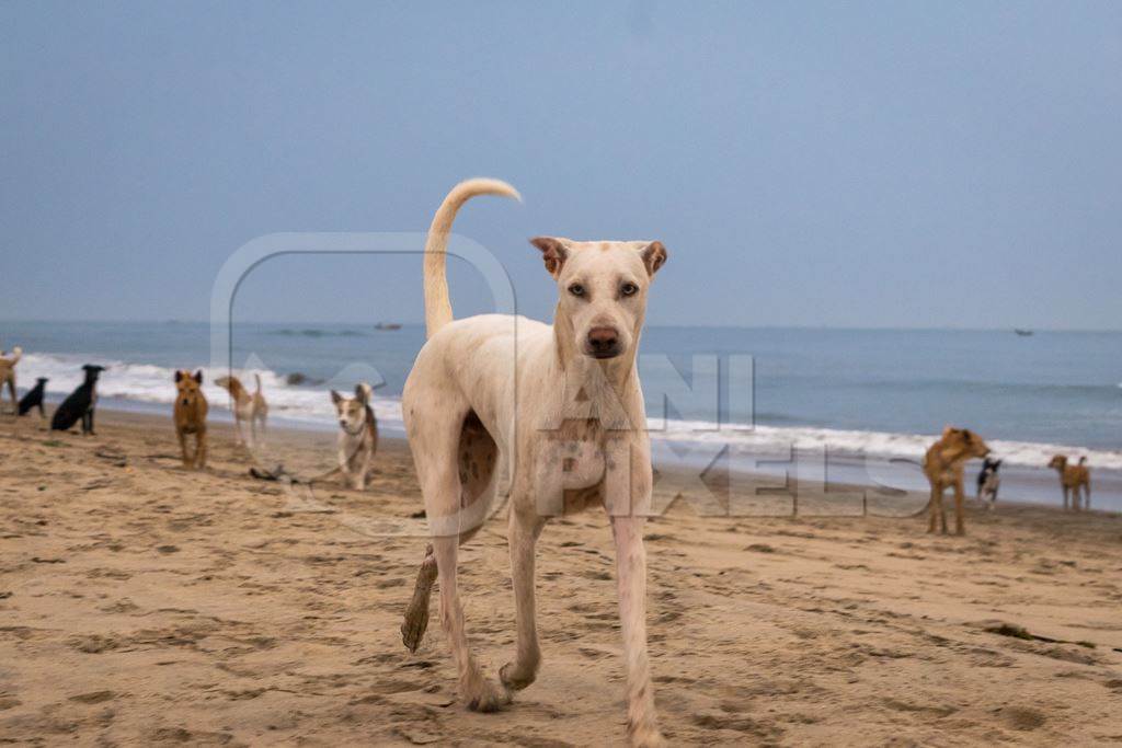 Stray dogs on beach in Goa