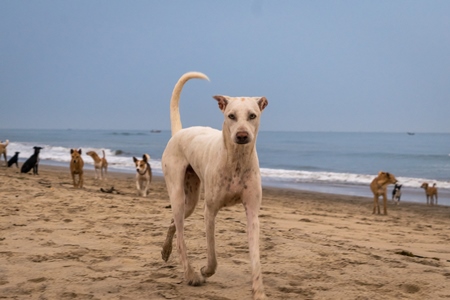 Stray dogs on beach in Goa