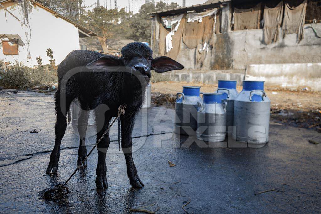 Indian buffalo calf and milk cans on an urban dairy farm or tabela, Aarey milk colony, Mumbai, India, 2023