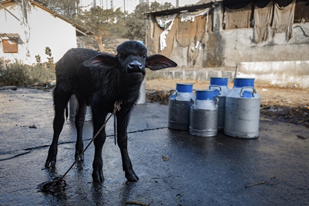 Indian buffalo calf and milk cans on an urban dairy farm or tabela, Aarey milk colony, Mumbai, India, 2023