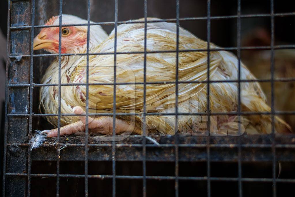 Broiler chickens packed into a cage at a chicken shop