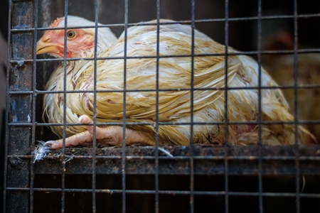 Broiler chickens packed into a cage at a chicken shop