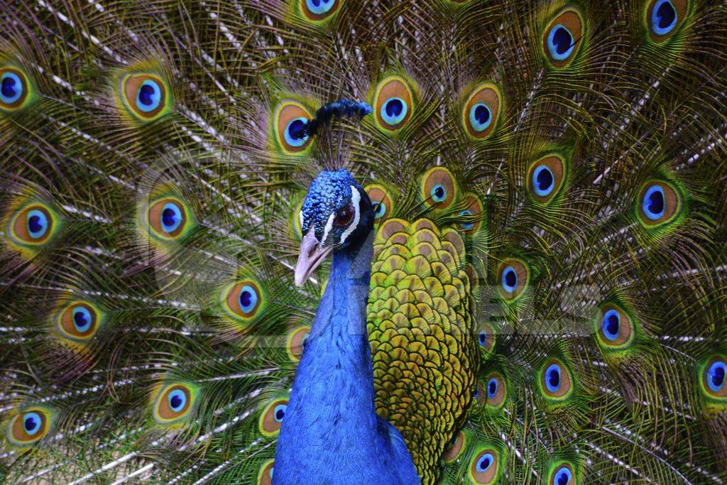 Beautiful blue peacock bird fanning his tail