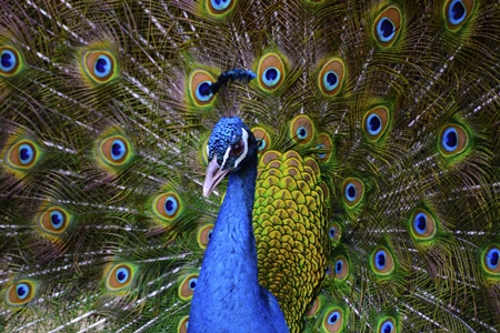 Beautiful blue peacock bird fanning his tail